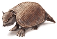 glyptodon